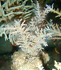 Acropora cf turak redish